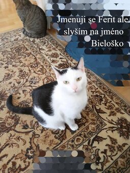 Hledám svoje tři kočky - 2