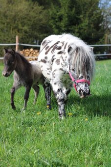 ATRAKTIVNÍ minihorse hřebeček - 2