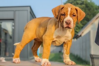 American Bully XL - 2
