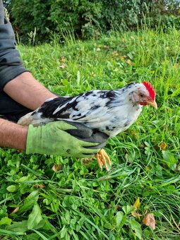 Vlaška Exchequer kohouti - 2