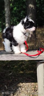 Čínský chocholatý pes s průkazem původu - 2