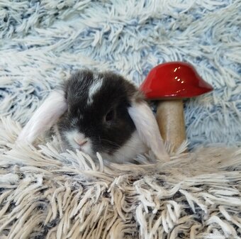 Minilop - anglický zakrslý beránek s VP - 2