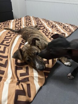 Peruánský naháč - 2