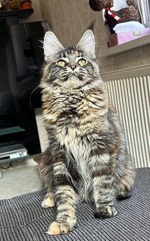 Mainská mývalí kočička s PP - 2