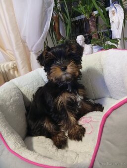 Jorkšírský teriér - 2