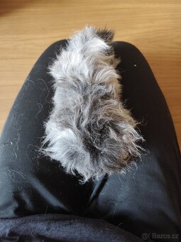 morče, morčátko - 2