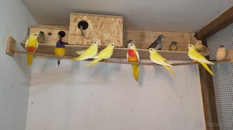 Neofema modrohlava - 2