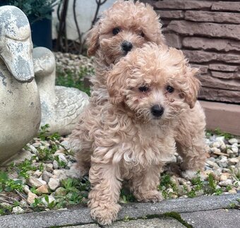 Maltipoo - 2