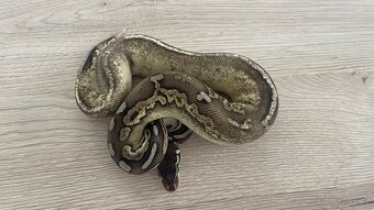 Black Pewter 100% het. Piebald - 2