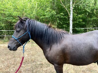 Pony valach - 2