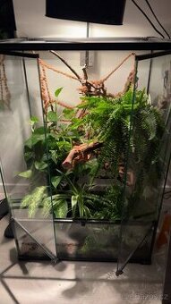 Jemenský Chameleon - 2