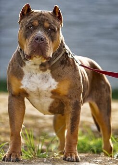 American Bully XL/XXL - 2