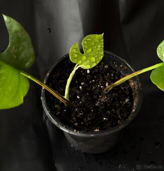 SLEVA Monstera Minima (rhaphidophora tetrasperma) - 2