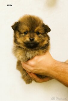 Pomeranian štěňátka (bez PP) - Ostrava - 2