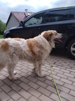 Moskevský strážní - 2