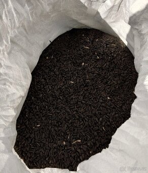 slunečnice černá - 2