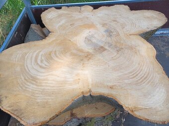 Koláče z tvrdého dřeva, Habr Buk - 2