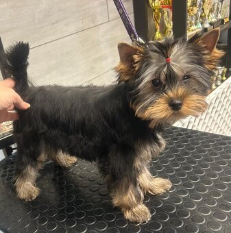 Jorkšírský teriér s PP FCI štěně fenka ihned k odběru - 2