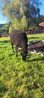 Prodám ovci a beránka - 2