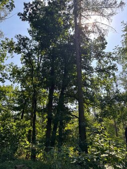 Prodej lesních pozemků v k.ú. Bolehošť - 2