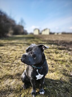 Stafordširský bulteriér - 2