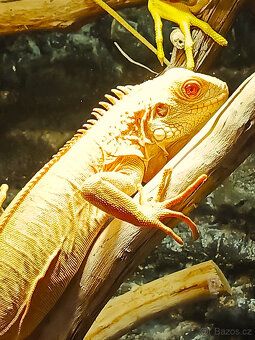 Pár leguán Albíno - 2