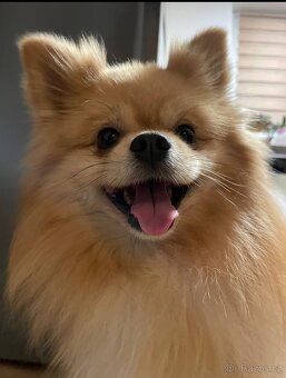 pomeranian na kryti - 2