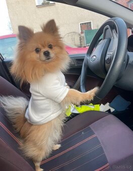 pomeranian na kryti - 2