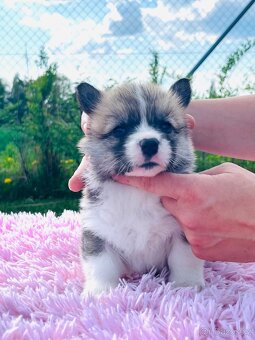 Welsh corgi pembroke s PP (FCI) - 2