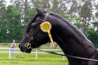 Připouštění hřebcem Welsh Pony, sekce B - 2