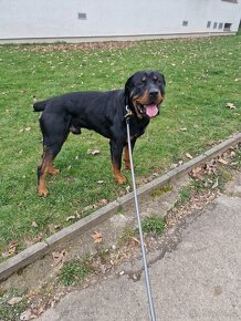 Rotweiler ke krytí - 2