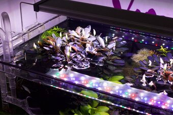 Bucephalandra Theia - 2