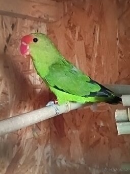 Agapornis - 2