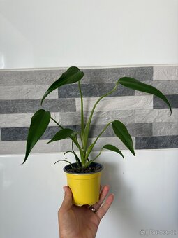 Monstera Burle Marx Flame sběratelská rostlina, květina - 2