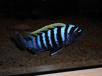 Cynotilapia zebroides Likoma red top - 2