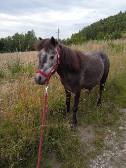 Shetland a mini Shetland - 2
