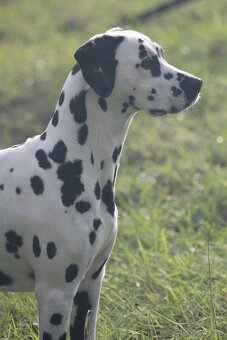 štěně DALMATINA - 2