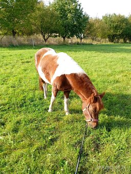 Pony klisna - 2