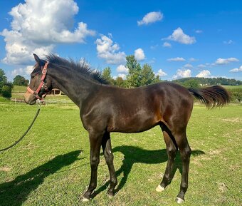 Nadějný drezurní hřebeček po odstavu Toto Gold/Glamourdale - 2