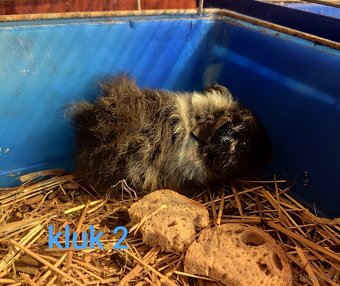 morče, morčátko - 2