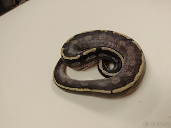 Krajta královská - 2