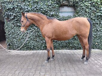 Arabská plnokrevná klisna import Belgie - 2