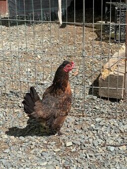 Zakrslé slepičky a kohouti - 2