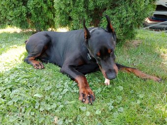 Krytí pes Dobrman - 2