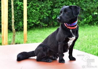 Darujeme Dastyho - 2