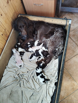 Štěňata německého křepeláka - 2