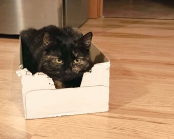 ZUZANKA - kastrovaná kočička 2 roky - 2