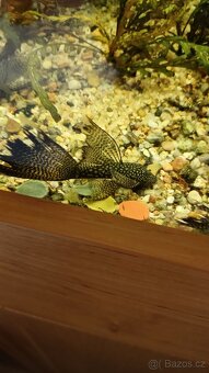Ancistrus long fin - 2