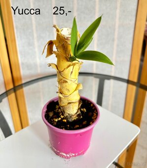 Když chcete vypěstovat svou rostlinku od malička - 2