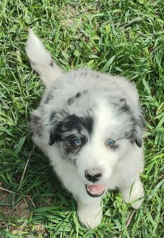 Border collie - 2